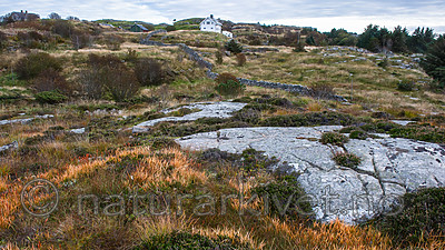 BB 15 0336 / Picea sitchensis / Sitkagran